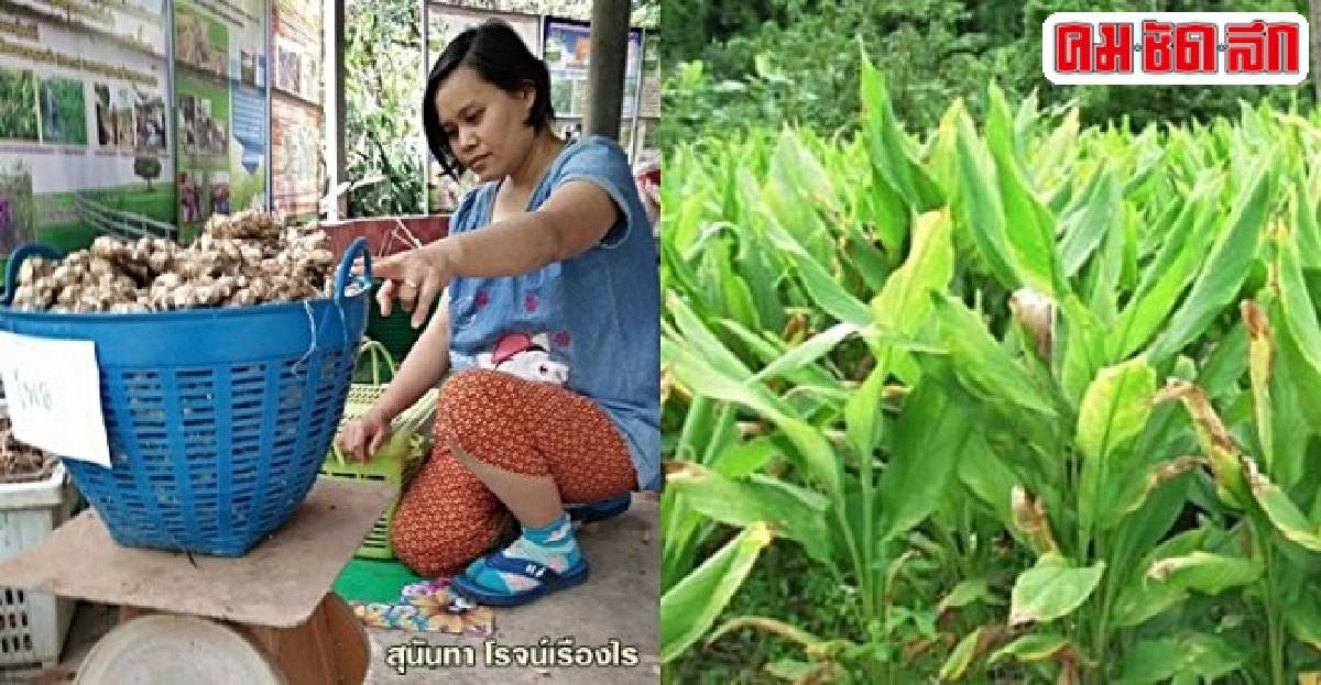 ขมิ้นชันอินทรีย์ ของดีเกษตรกรชัยภูมิ ขมิ้นชันอินทรีย์ ของดีเกษตรกรชัยภูมิ