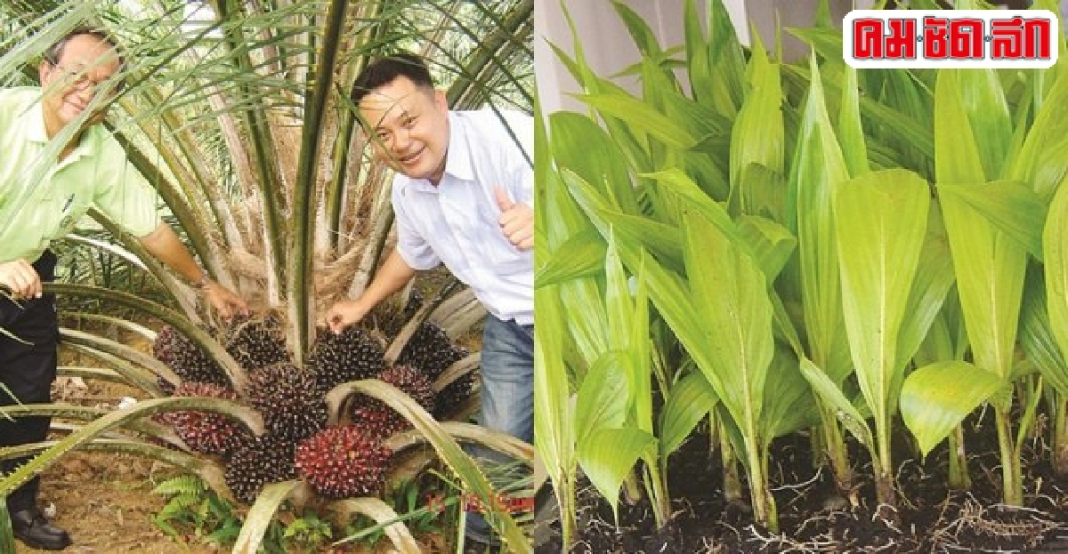 คำตอบสุดท้ายเอกชัย ตั้งจารุกุล ปาล์มพืชเศรษฐกิจ คำตอบสุดท้ายเอกชัย ตั้งจารุกุล ปาล์มพืชเศรษฐกิจ