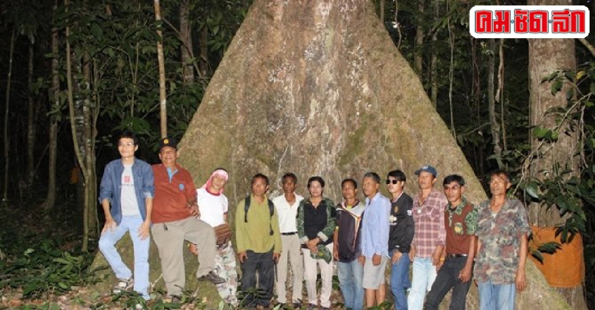 พบป่าตะเคียนโบราณกว่า1,000ต้นอายุ200ปี