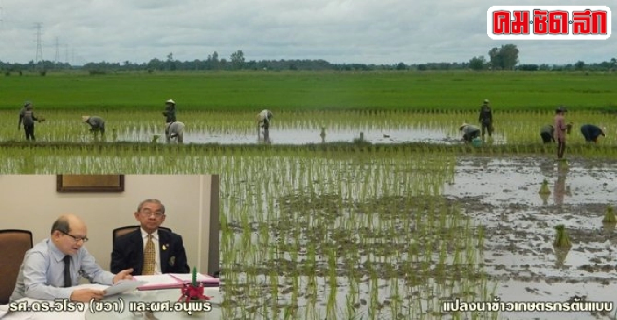 มก.สานฝันปั้น 'สังข์ทองโมเดล' สู่เมืองเกษตรอินทรีย์รับเออีซี