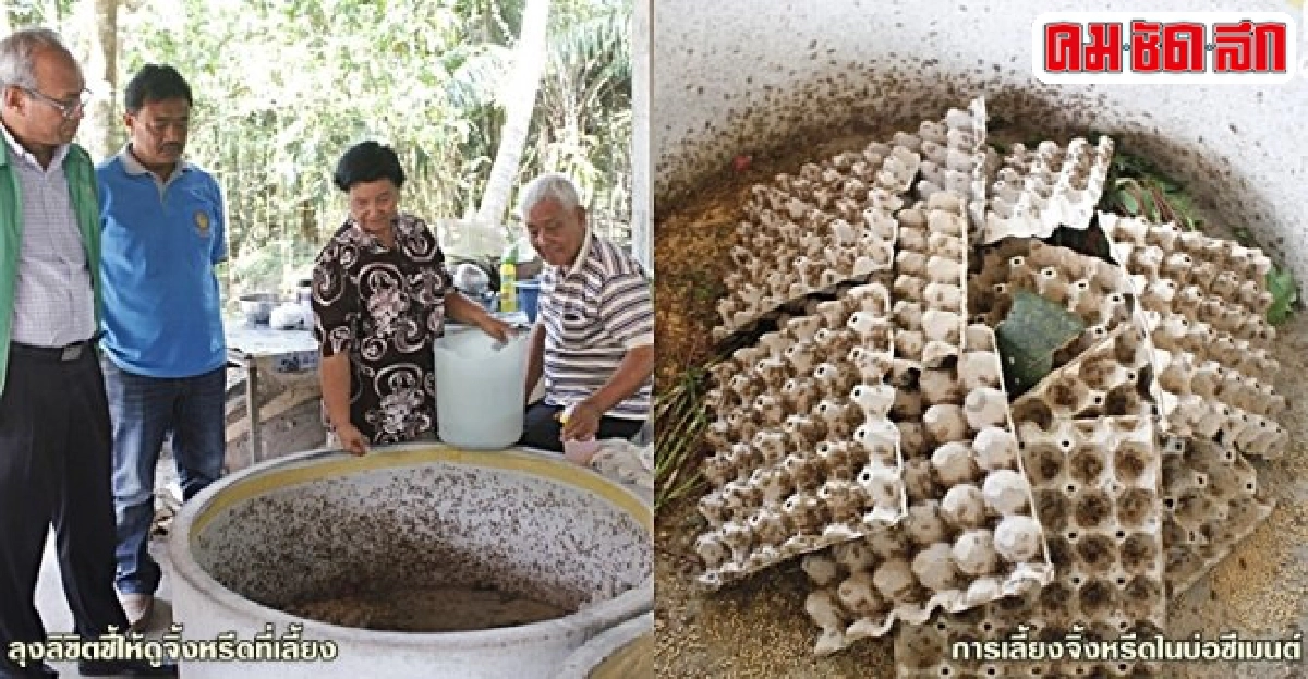 หันมาเลี้ยงจิ้งหรีดขาย เสริมรายได้ชาวสวนยาง