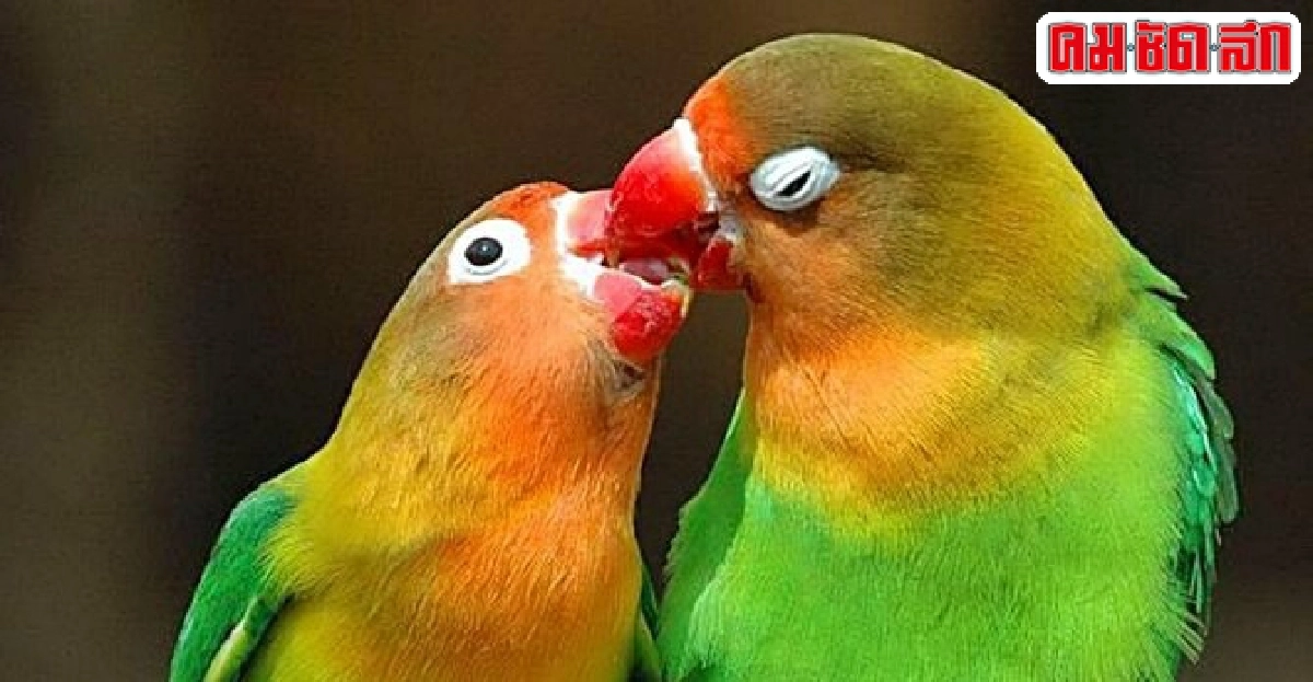 ปฐมพยาบาลฉุกเฉิน...นกเลี้ยง!