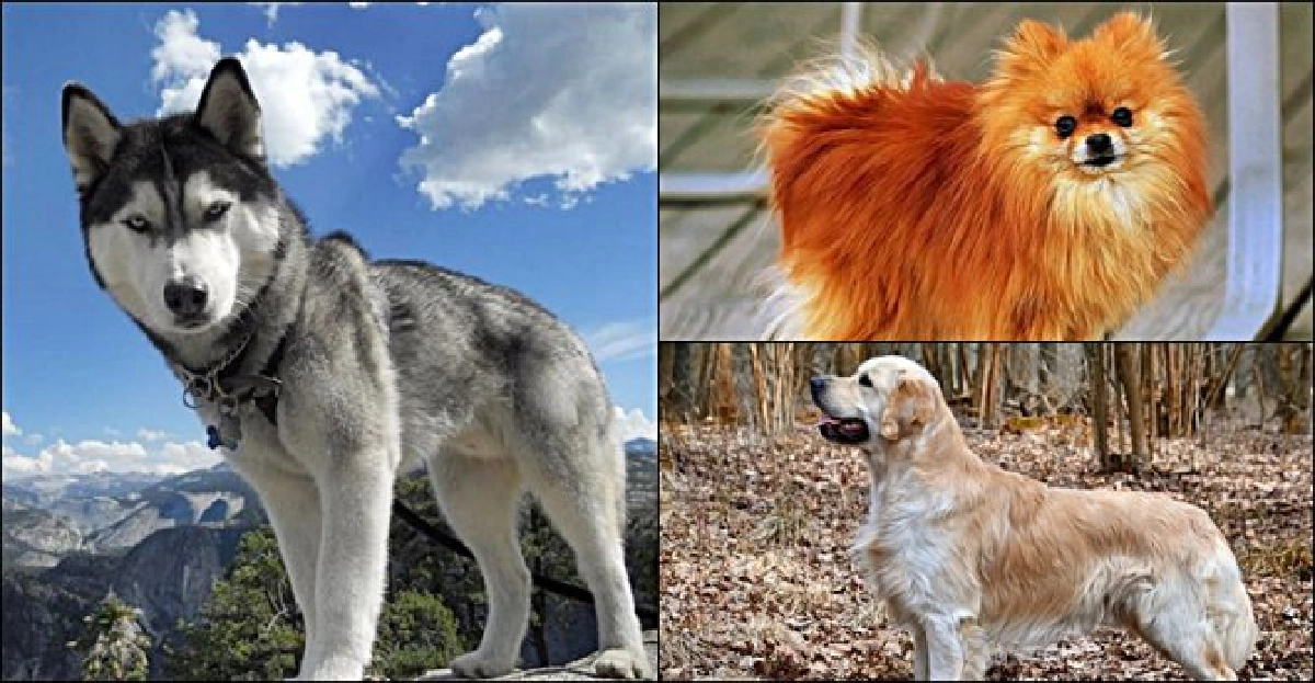 ปอม-ฮัสกี้-รีทรีฟเวอร์ สายพันธุ์สวยที่สุด!! ปอม-ฮัสกี้-รีทรีฟเวอร์ สายพันธุ์สวยที่สุด!!