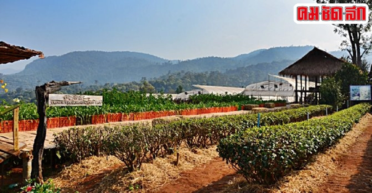 เสพสุข ที่ 'โครงการหลวงขุนวาง' เสพสุข ที่ 'โครงการหลวงขุนวาง'