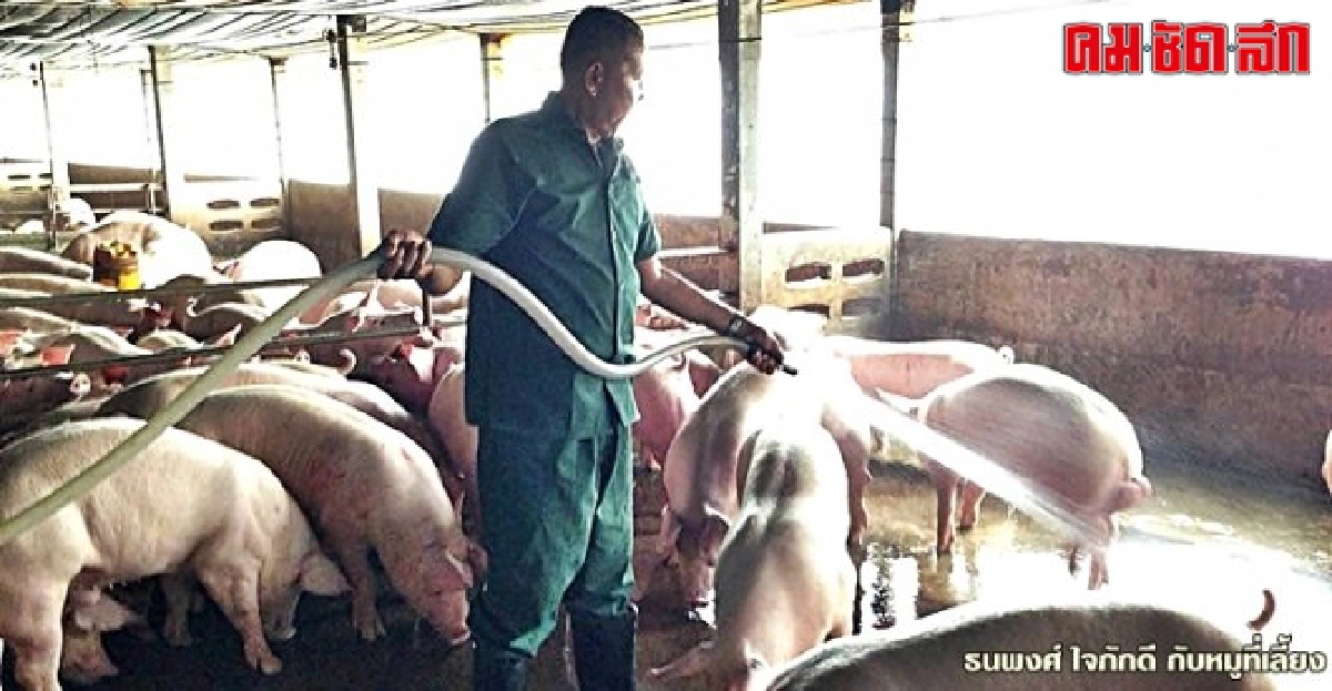 ออกจากราชการหันมาเลี้ยงหมู สร้างรายได้เดือนหลักแสนบาท