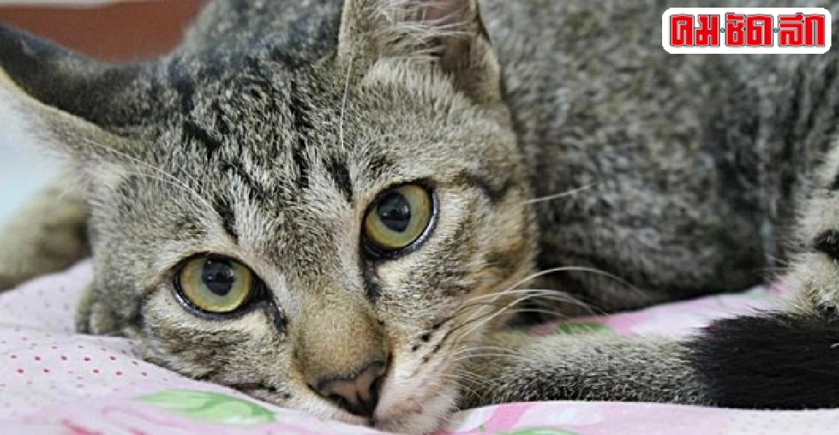 หมา-เหมียว ไตวาย