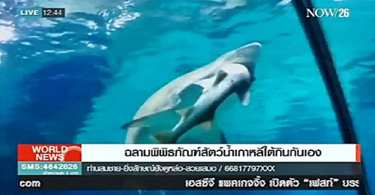 ตะลึง!ฉลามกินกันเองกลืนลงท้องทั้งตัว ตะลึง!ฉลามกินกันเองกลืนลงท้องทั้งตัว