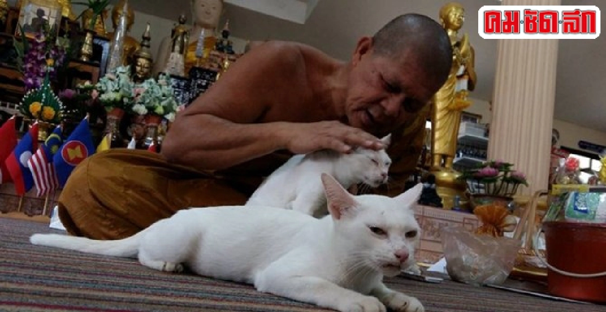 ทึ่ง!แมวแสนรู้หอมแก้ม-บอกรักหลวงพ่อ ทึ่ง!แมวแสนรู้หอมแก้ม-บอกรักหลวงพ่อ