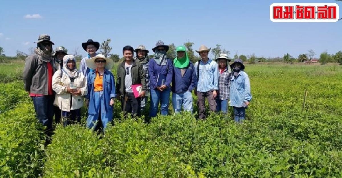 ถั่วทนแล้งต้านโรคยอดไหม้สองสายพันธุ์ผลงานวิจัยมก.