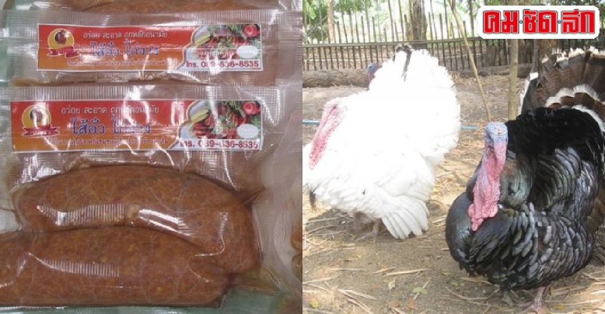 สร้างเครือข่ายเลี้ยง'ไก่งวง'สัตว์เศรษฐกิจอีสานตอนบน สร้างเครือข่ายเลี้ยง'ไก่งวง'สัตว์เศรษฐกิจอีสานตอนบน