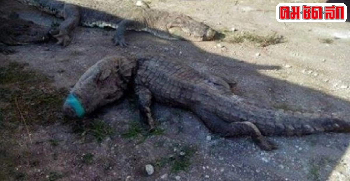 ใจร้าย!จระเข้ตาย124ตัวขณะขนย้ายในเม็กซิโก ใจร้าย!จระเข้ตาย124ตัวขณะขนย้ายในเม็กซิโก