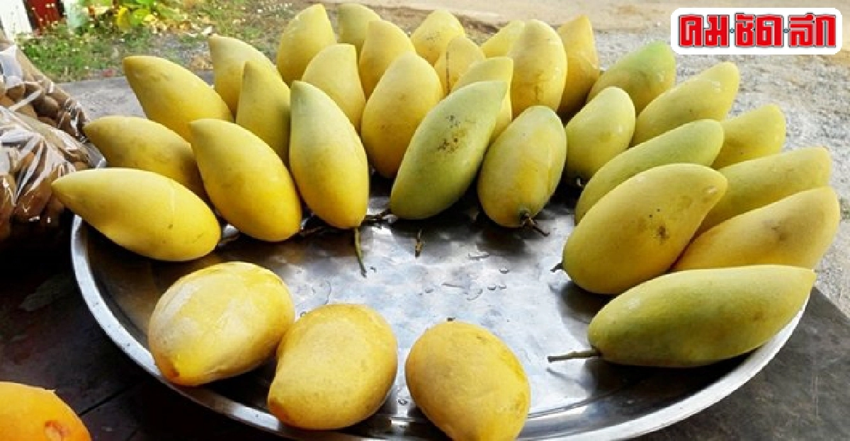 'มะม่วง' ทองบนดินเนินมะปราง สู่การจัดการท่องเที่ยวโดยชุมชน 'มะม่วง' ทองบนดินเนินมะปราง สู่การจัดการท่องเที่ยวโดยชุมชน