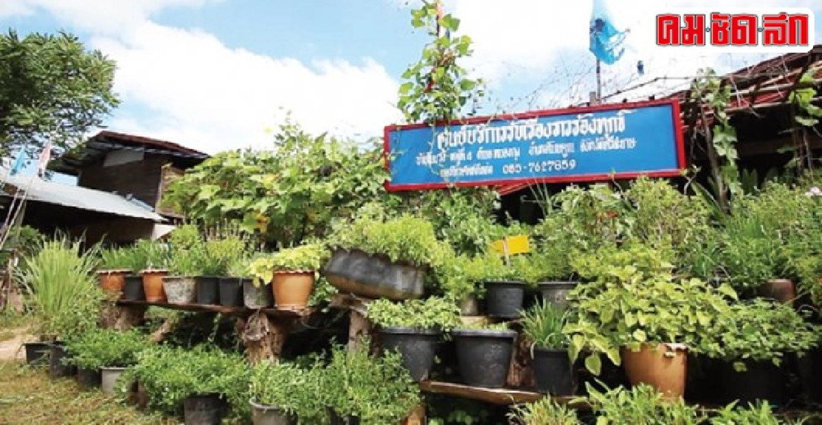 ชุมชนทำรั้วบ้านกระถางกินได้ส่งผักปลอดสารพิษขายตลาด ชุมชนทำรั้วบ้านกระถางกินได้ส่งผักปลอดสารพิษขายตลาด