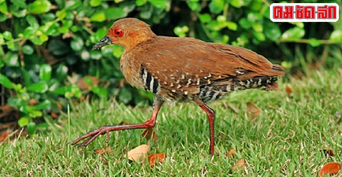 นกป่าสัปดาห์ละตัว : นกอัญชันป่าขาแดง