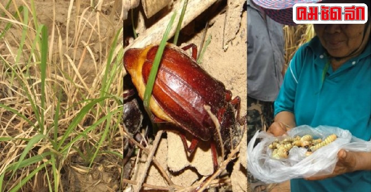'ด้วงหนวดยาว'มหันตภัยร้ายซ้ำเติมเกษตรกร  