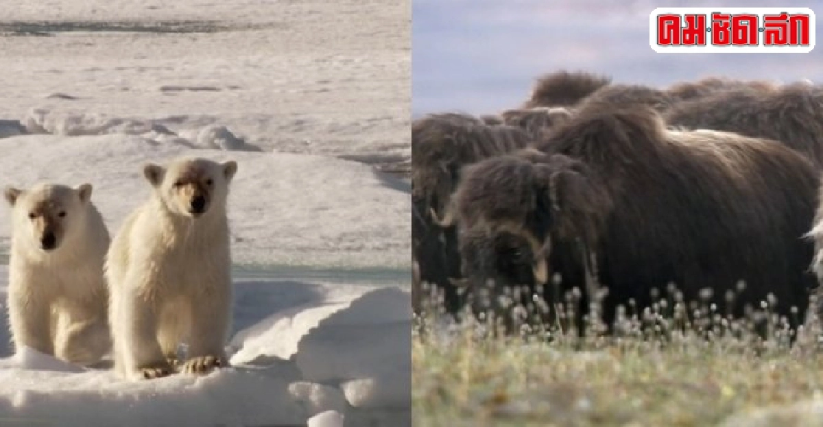 อบอุ่นในแดนน้ำแข็งและความหนาวที่คุ้นเคยสารคดี Frozen Planet อบอุ่นในแดนน้ำแข็งและความหนาวที่คุ้นเคยสารคดี Frozen Planet