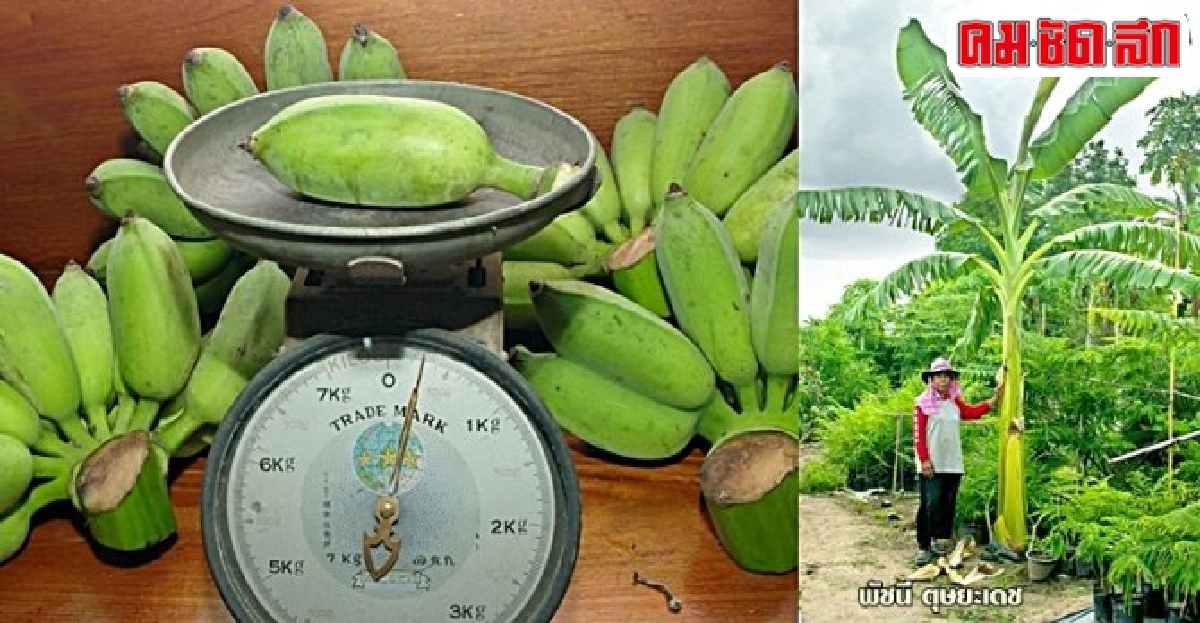 'มะลิอ่องยักษ์'น้ำว้ากลายพันธุ์ อาชีพยามว่าง'พัชนี ตุษยะเดช'