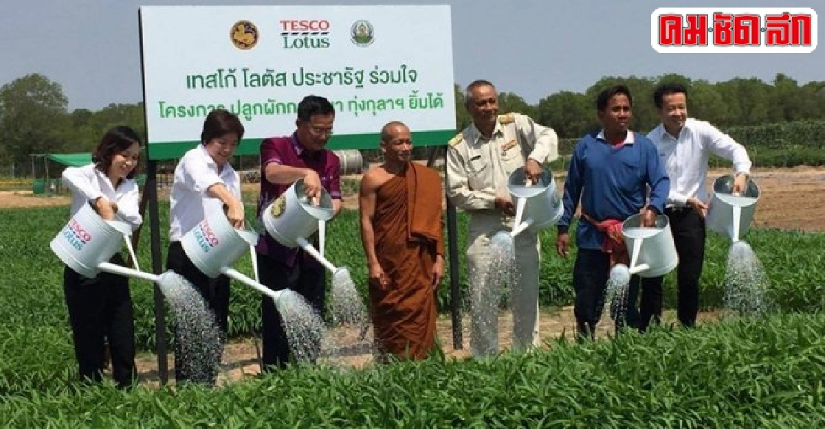 ปลูกผักบุ้งกลางทุ่งกุลาพระครูวินัยธรธีระพงษ์ ธีระปัญโญ  