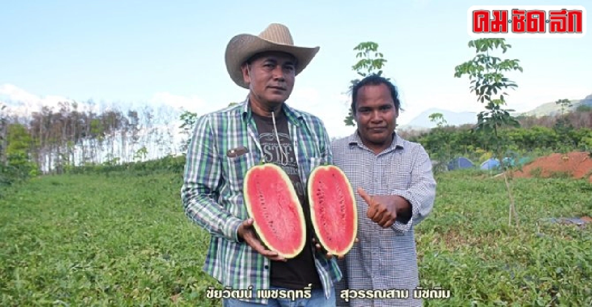 ปลูกแตงโมแซมสวนยางพารา อาชีพเสริมรายได้ดีที่บ้านนาสาร
