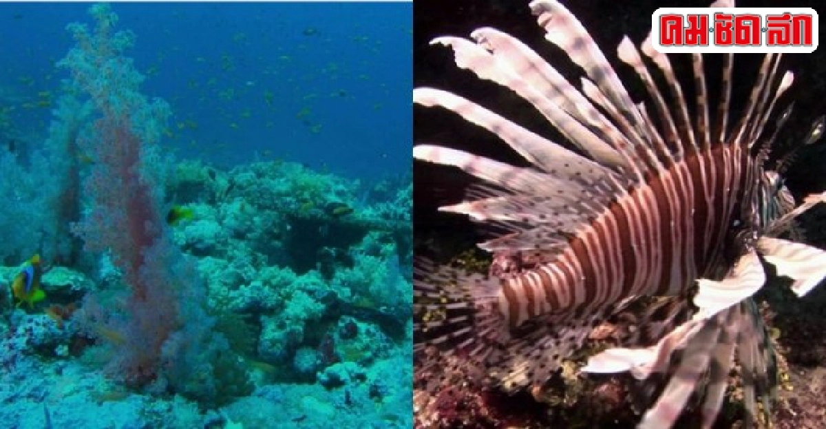 OCEANSไขปริศนาใต้มหาสมุทรในสารคดีชุดแดนพิศวง OCEANSไขปริศนาใต้มหาสมุทรในสารคดีชุดแดนพิศวง