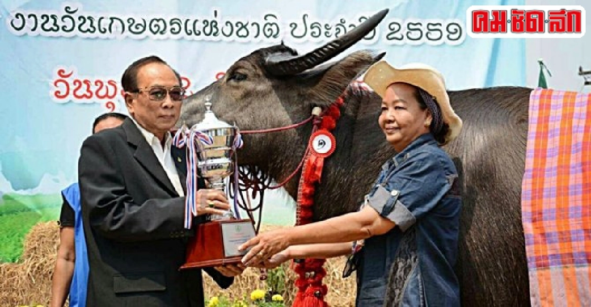 เก็บตกงานเกษตรแห่งชาติ ฮือฮา..ควายมูลค่า 5 ล้าน เก็บตกงานเกษตรแห่งชาติ ฮือฮา..ควายมูลค่า 5 ล้าน