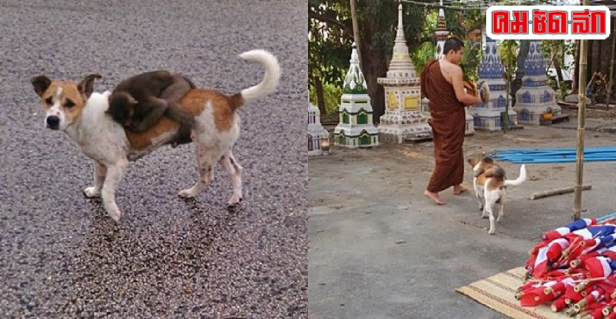 รักกันจริง!ลิงกับหมาขี่หลังเดินตามพระบิณฑบาต รักกันจริง!ลิงกับหมาขี่หลังเดินตามพระบิณฑบาต