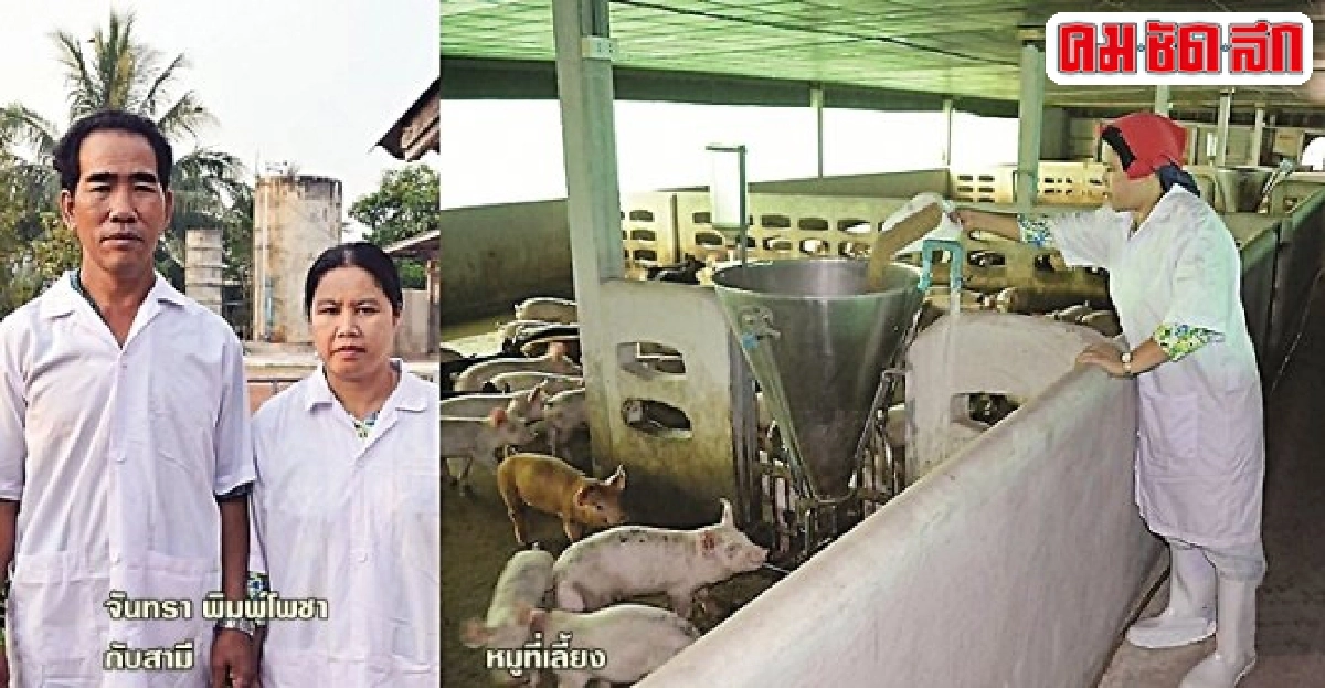 พลิกที่นา 7 ไร่หันมาเลี้ยงหมู เพียง 2 ปีรายได้ปีละเป็นล้าน พลิกที่นา 7 ไร่หันมาเลี้ยงหมู เพียง 2 ปีรายได้ปีละเป็นล้าน