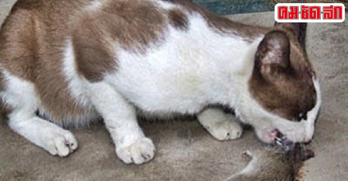 พิชิตปัญหาสัตว์เลี้ยง : แมวมีกลิ่น!!