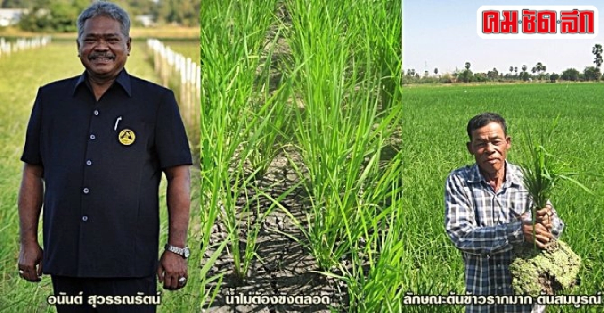 ทำนาแบบ 'เปียกสลับแห้ง' ทางเลือกยุคภัยแล้งคุกคาม ทำนาแบบ 'เปียกสลับแห้ง' ทางเลือกยุคภัยแล้งคุกคาม