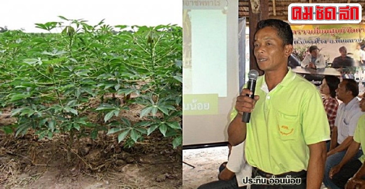 'ประทิน อ่อนน้อย' เกษตรกรต้นแบบปลูกมัน