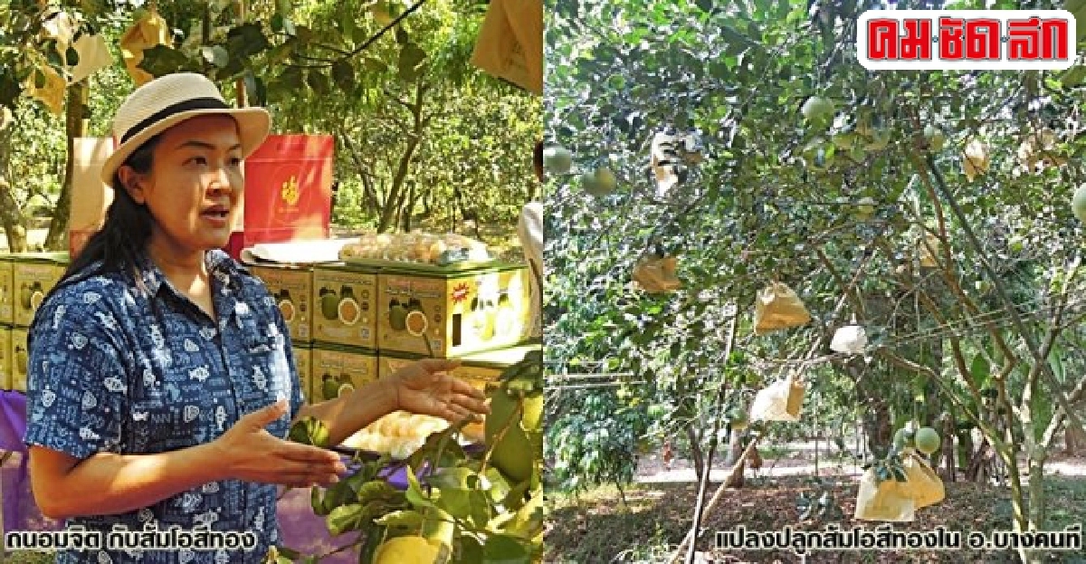 'ทองแม่กลอง' การันตีคุณภาพ นวัตกรรมเพิ่มค่าส้มโอขาวใหญ่