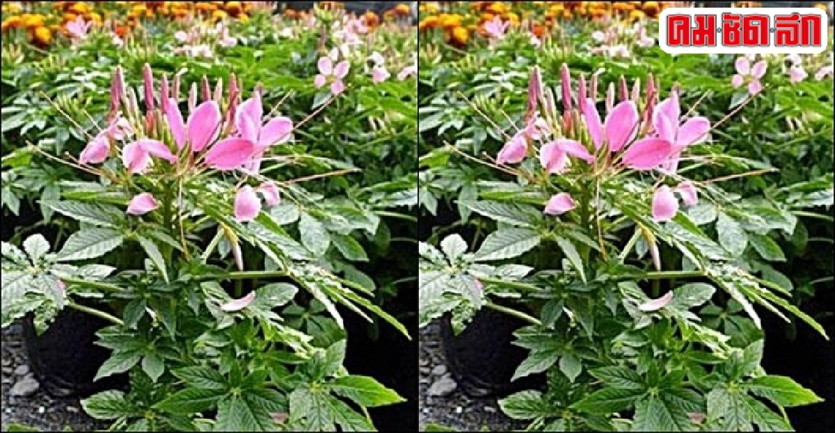 'คลีโอมี' ปลูกประดับ