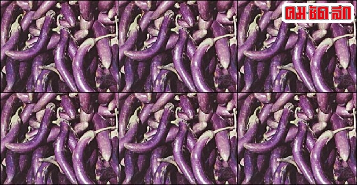 'มะเขือม่วง' ขับเสมหะ