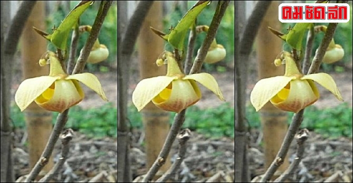 ไม้ดีมีประโยชน์ : 'กลาย' หาชมยาก