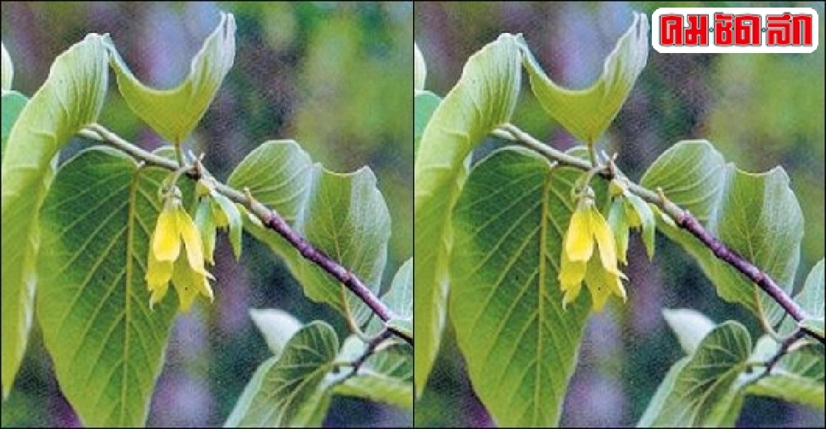 ไม้ดีมีประโยชน์ : 'สะแกแสง' รากเป็นยา