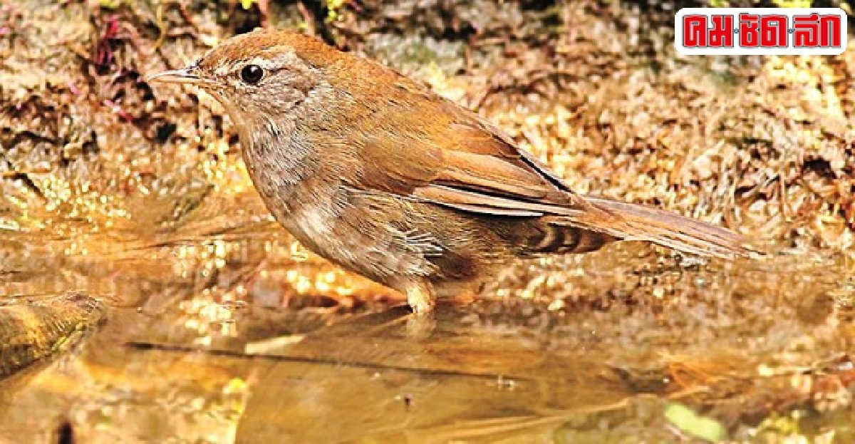 นกป่าสัปดาห์ละตัว : นกกระจ้อยอกลายจุด