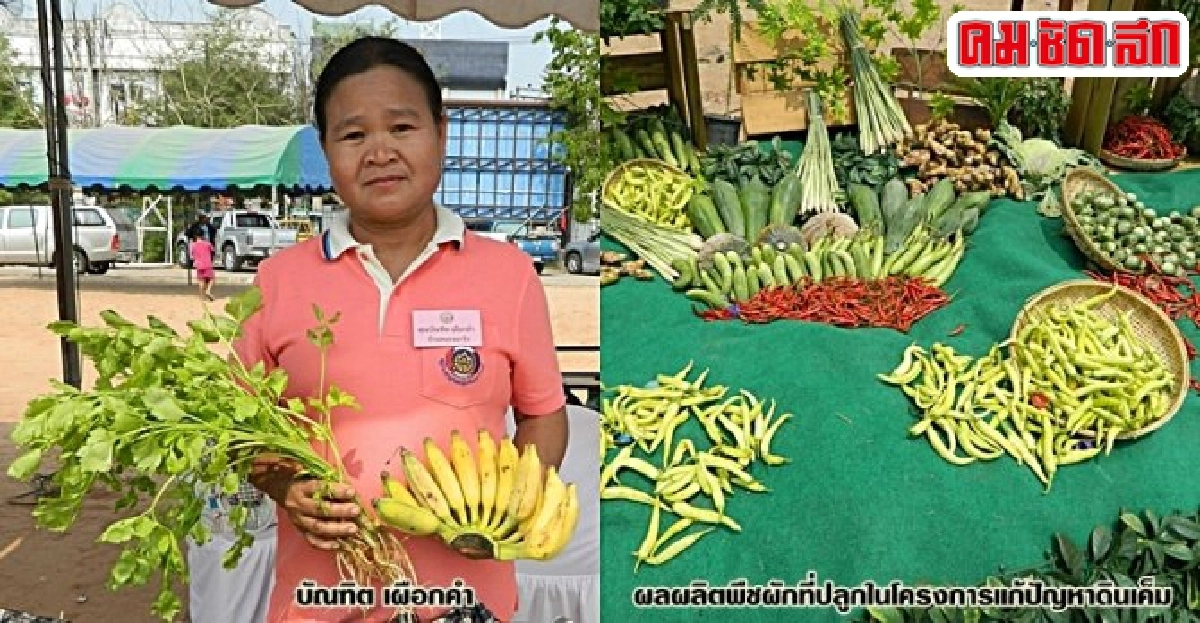 พลิกดินเค็มเป็นแปลงเพาะปลูก ยกระดับคุณภาพชีวิตเกษตรกร พลิกดินเค็มเป็นแปลงเพาะปลูก ยกระดับคุณภาพชีวิตเกษตรกร