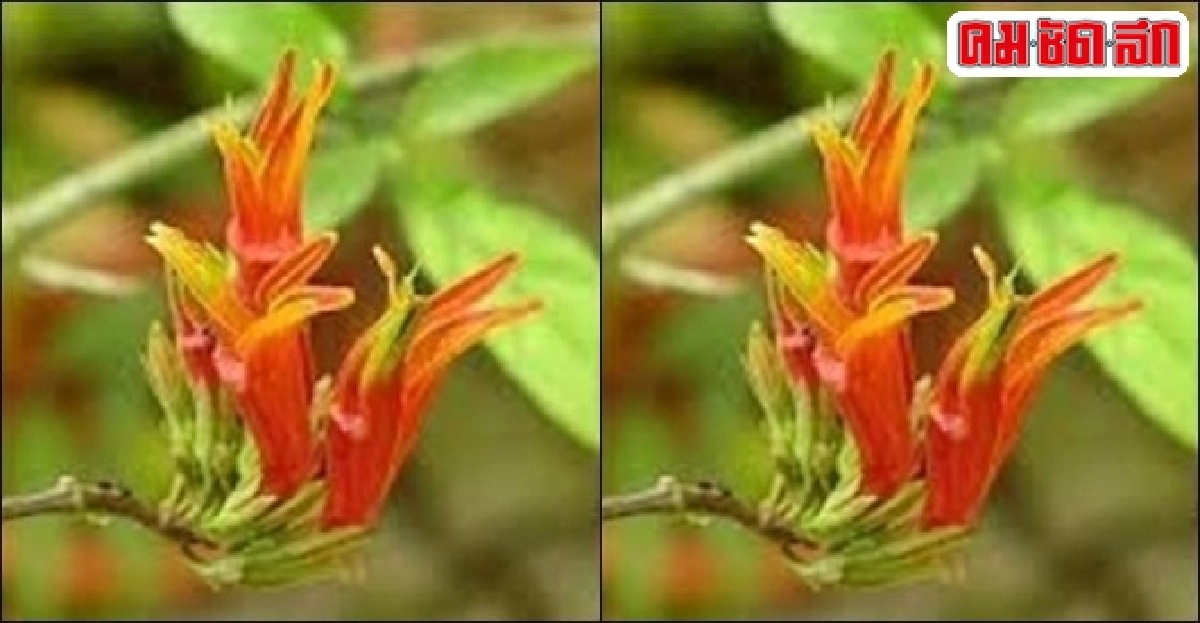 ไม้ดีมีประโยชน์ : 'พญายอ' แก้งูสวัด