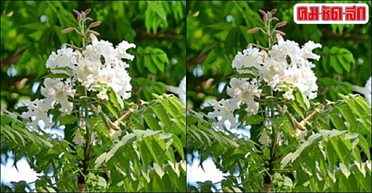 'กาญจนิกา' ย้อมผ้าได้