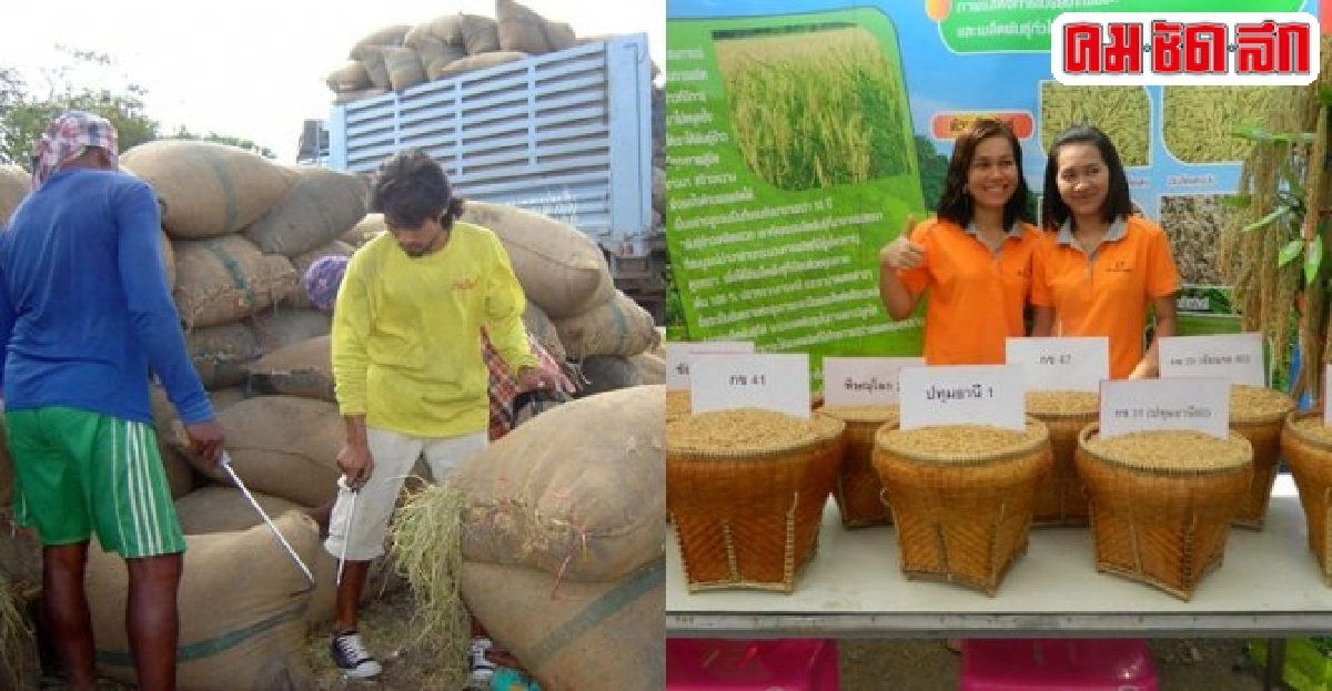 เร่งแผนผลิต-การตลาดข้าวครบวงจรดันข้าวไทยเป็นที่ยอมรับ เร่งแผนผลิต-การตลาดข้าวครบวงจรดันข้าวไทยเป็นที่ยอมรับ