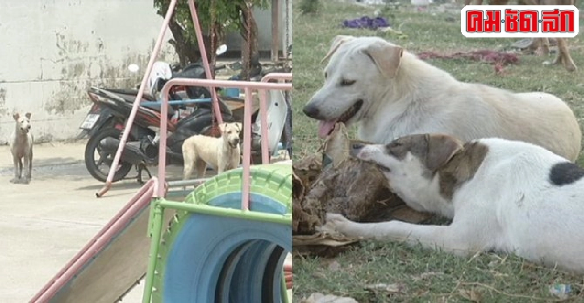 น้องหมาล้นเมือง-คดีทารุณสัตว์พุ่งจี้เอาผิดเจ้าของปล่อย น้องหมาล้นเมือง-คดีทารุณสัตว์พุ่งจี้เอาผิดเจ้าของปล่อย