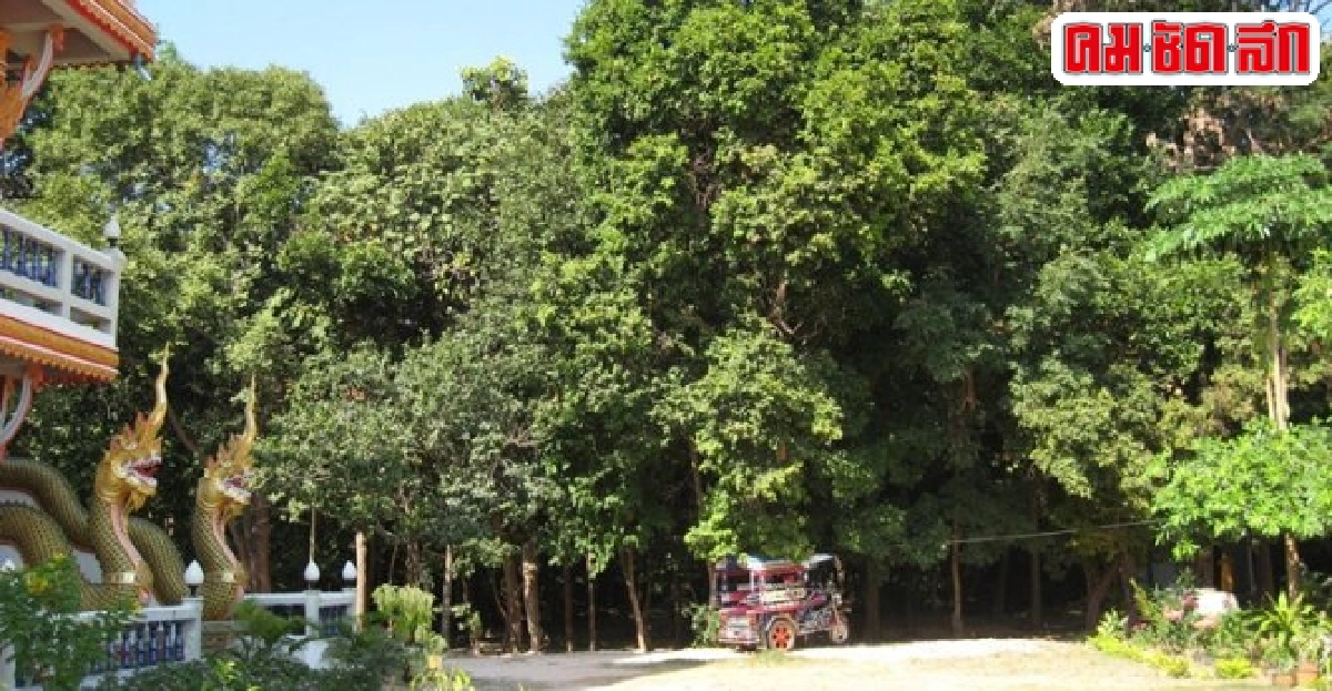 ป่าไม้ที่อีสาน ป่าไม้ที่อีสาน