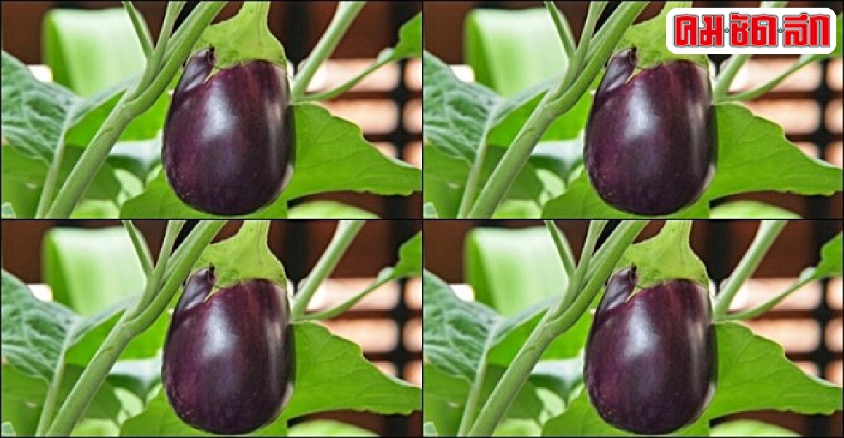 'มะเขือแกะ' อร่อย-เป็นยา 'มะเขือแกะ' อร่อย-เป็นยา