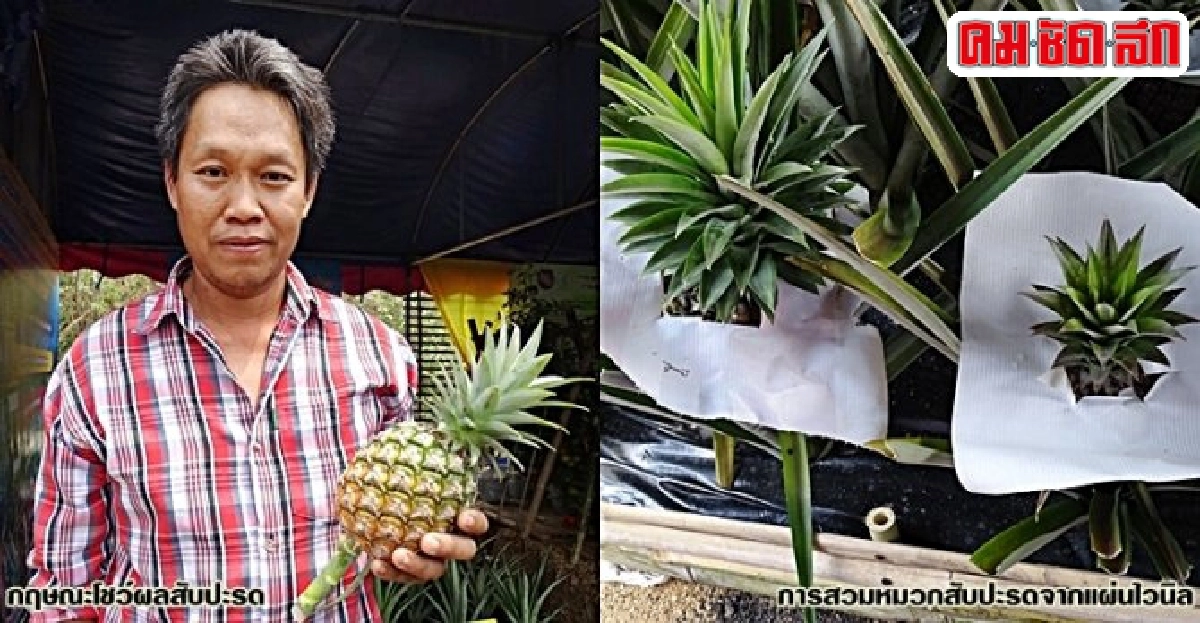 ปลูก 'สับปะรด' มิติใหม่ เพิ่มผลผลิต-ลดต้นทุน