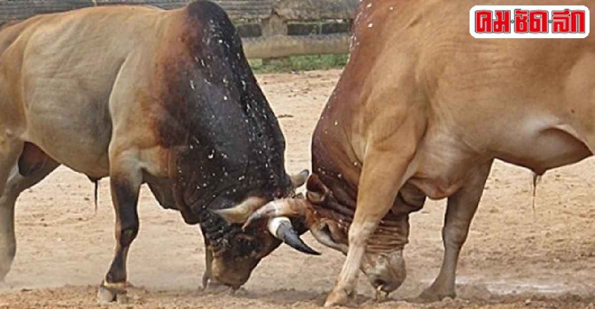 มหาวิทยาลัยวัวชน...เพื่อคนชนวัว!