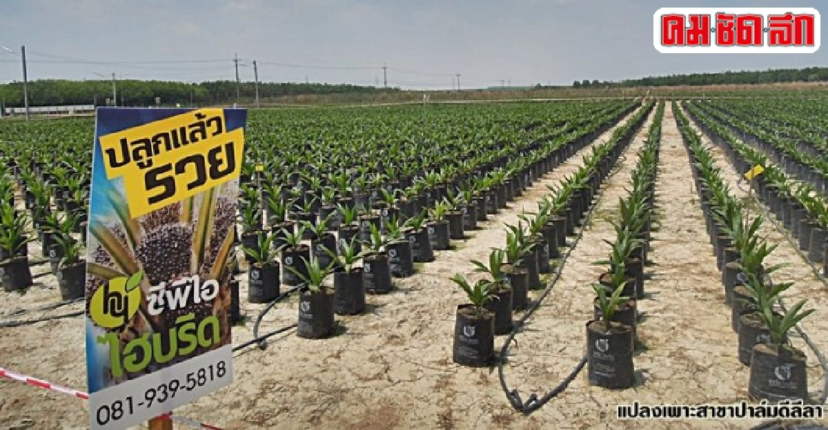 'ซีพีไอ อะโกรเทค' ส่ง 'ปาล์มพันธุ์ดี' สู่แปลงเกษตรกร