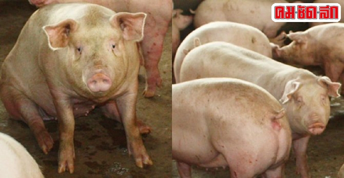 เสียงครวญจากเกษตรผู้เลี้ยงหมูแล้งคุกคามต้นทุนเพิ่ม-รายได้ลด เสียงครวญจากเกษตรผู้เลี้ยงหมูแล้งคุกคามต้นทุนเพิ่ม-รายได้ลด