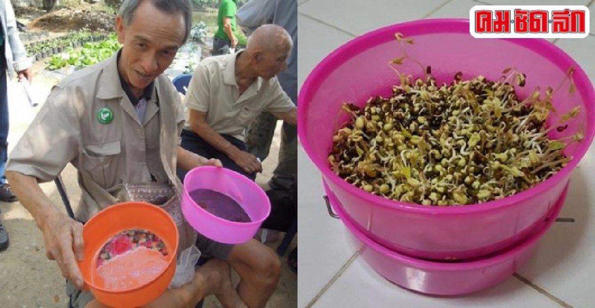 เปิดสูตรเด็ดเคล็ด(ไม่)ลับเพาะถั่วงอกในขันอาบน้ำ เปิดสูตรเด็ดเคล็ด(ไม่)ลับเพาะถั่วงอกในขันอาบน้ำ
