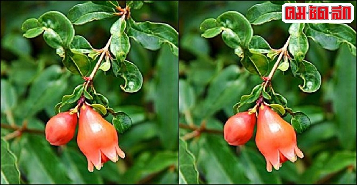 'ทับทิมหนู' ปลูกประดับ