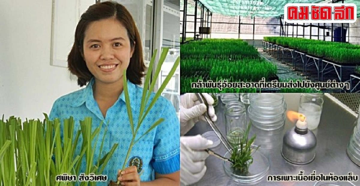 ผลิตอ้อยพันธุ์สะอาดสู้โรค นวัตกรรมปลดแอก 'ใบขาว' ผลิตอ้อยพันธุ์สะอาดสู้โรค นวัตกรรมปลดแอก 'ใบขาว'
